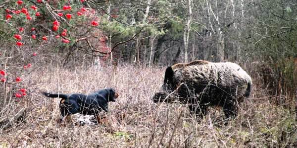 Segugio - caccia al cinghiale